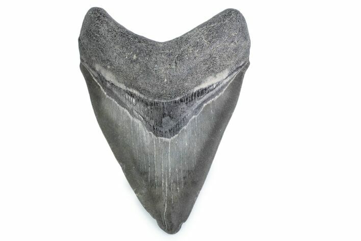 Fossil Megalodon Tooth - Georgia #338684
